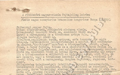 Magyar vizsla fajtajelleg leírása 1939