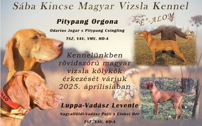 Kan kölykök a Sába Kincse Kennelben