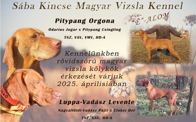 Kan kölykök a Sába Kincse Kennelben