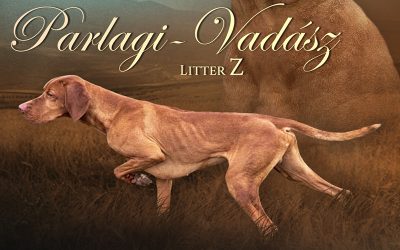 Parlagi-Vadász kan kiskutyák