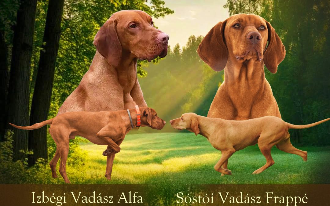 Kállóparti Vadász Kennel kiskutyái