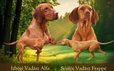 Kállóparti Vadász Kennel kiskutyái