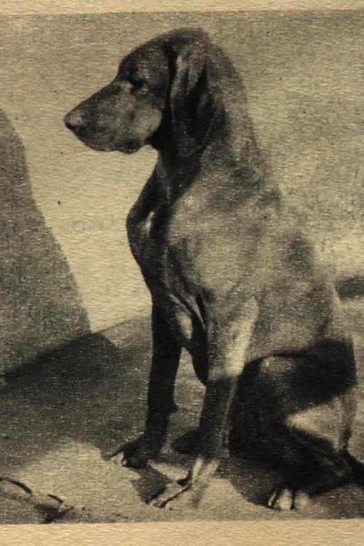 Kölyök vizsla és Szalay Pál hadnagy, Második Világháború Keleti front, 1942.