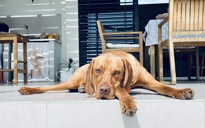 11 hónapos kan keresi gazdáját