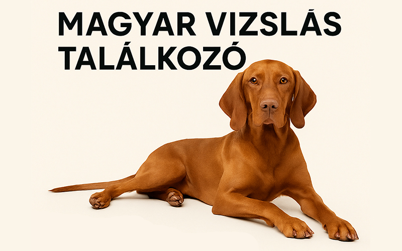 Magyar Vizslás Találkozó Tokajban!