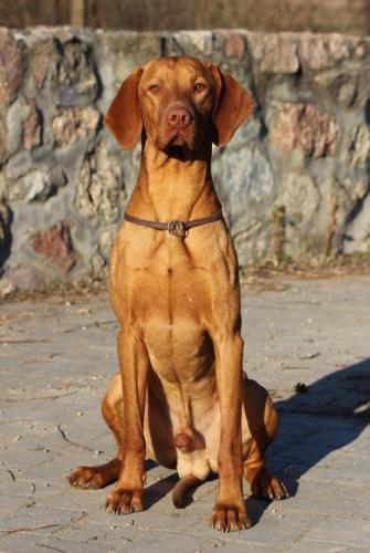billegi-vadasz-geller-5
